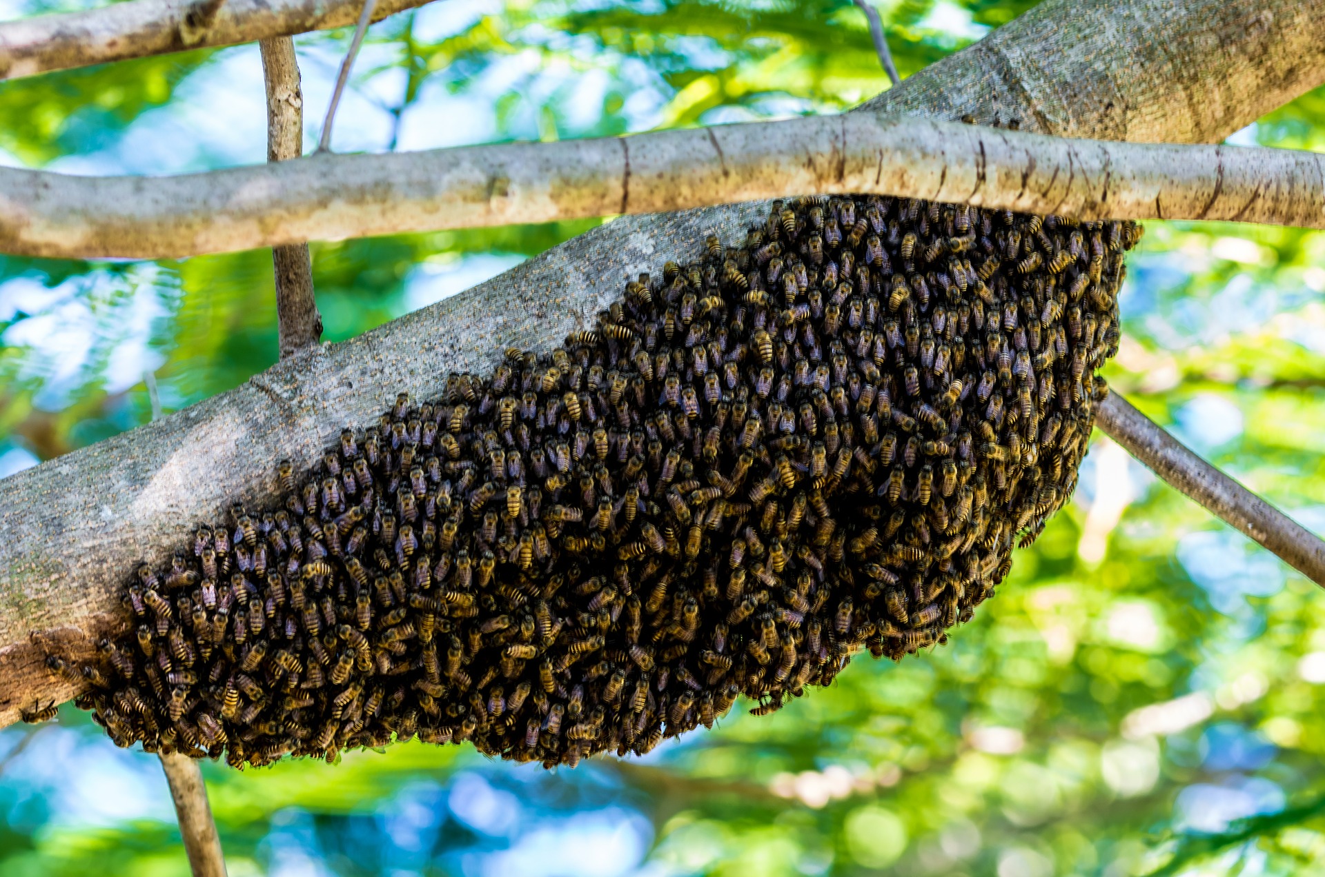Bienenschwarm im Baum
