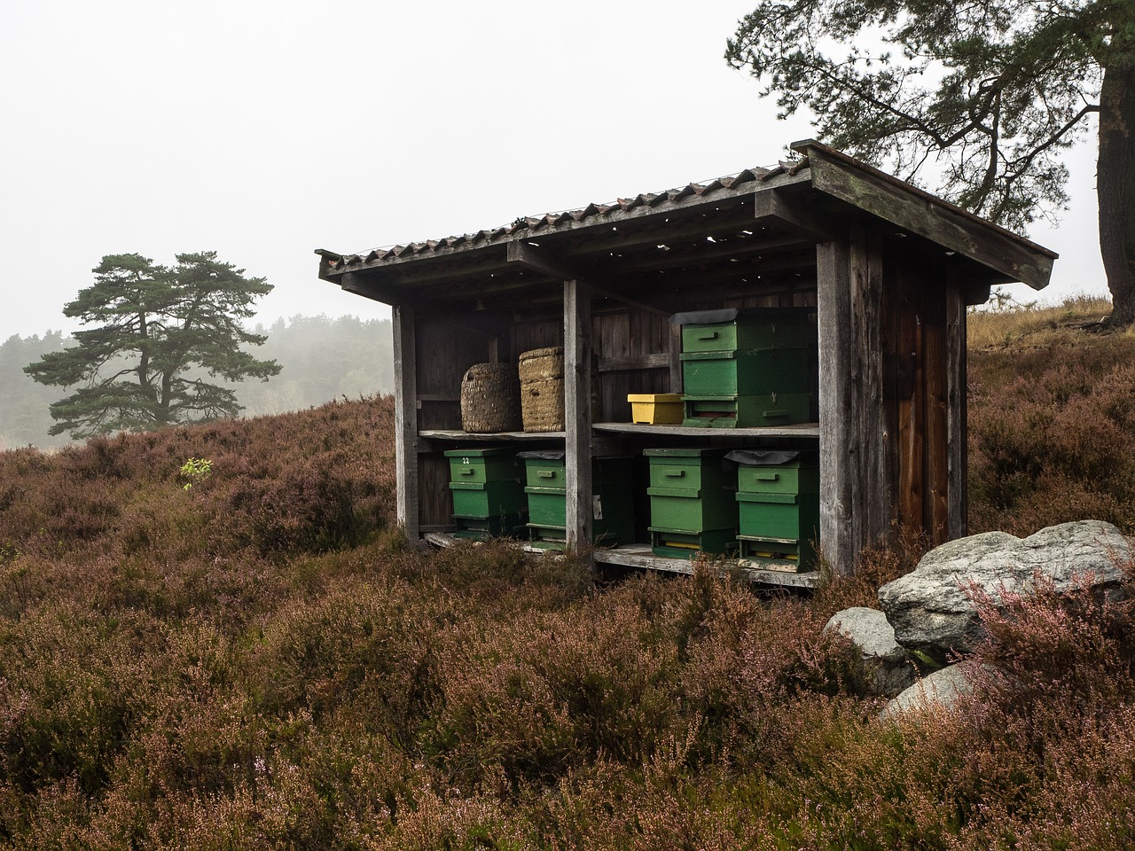 Bienen in der Heide